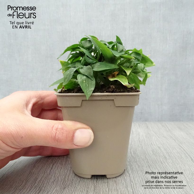 Alstroemeria Pitchounes Lola 8/9 cm pot sample as delivered in spring