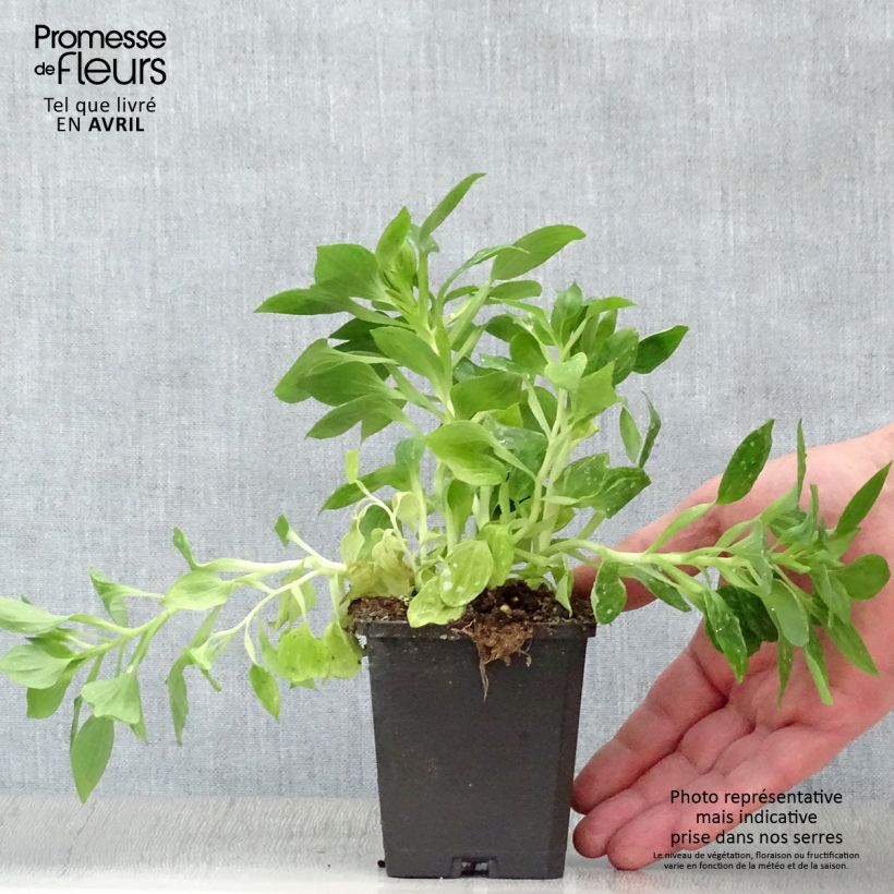 Alstroemeria Pitchounes Lucas 8/9 cm pot sample as delivered in spring