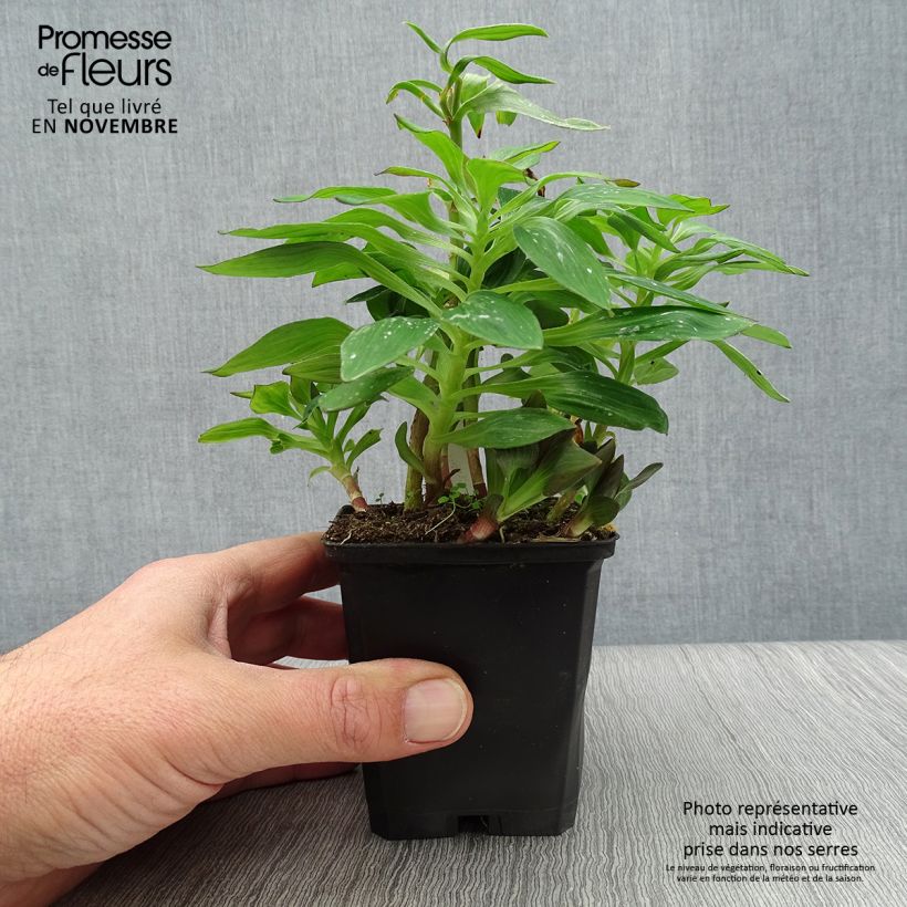 Alstroemeria Pitchounes Lucas 8/9 cm pot sample as delivered in autumn