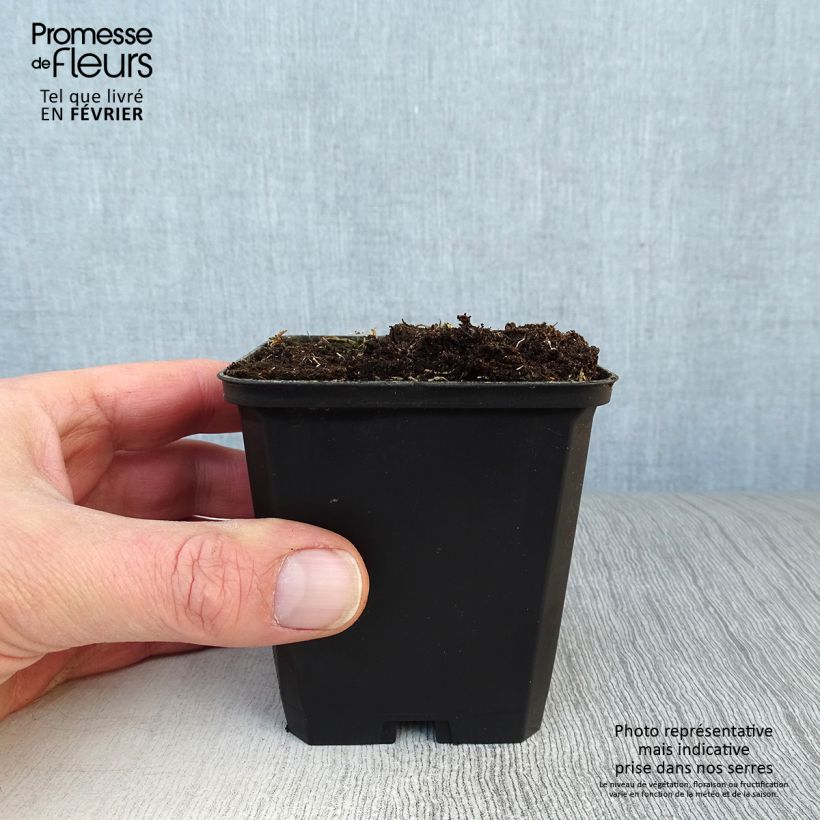 Alstroemeria Pitchounes Lucas 8/9 cm pot sample as delivered in winter