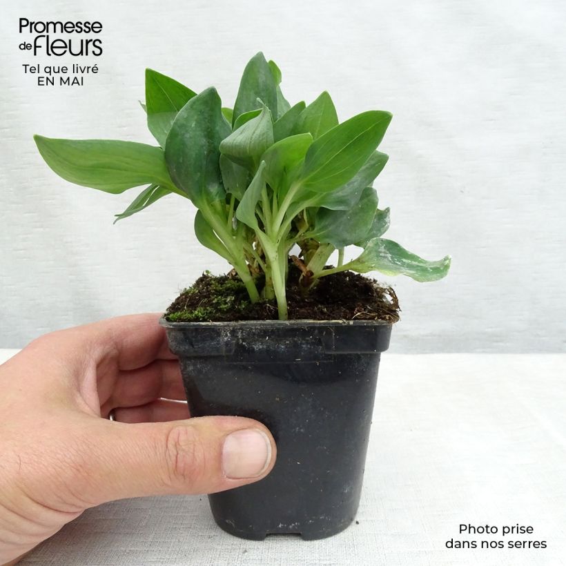 Alstroemeria Pitchounes Noah 8/9 cm pot sample as delivered in spring