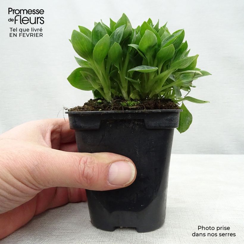 Alstroemeria Pitchounes Rosie 8/9 cm pot sample as delivered in winter