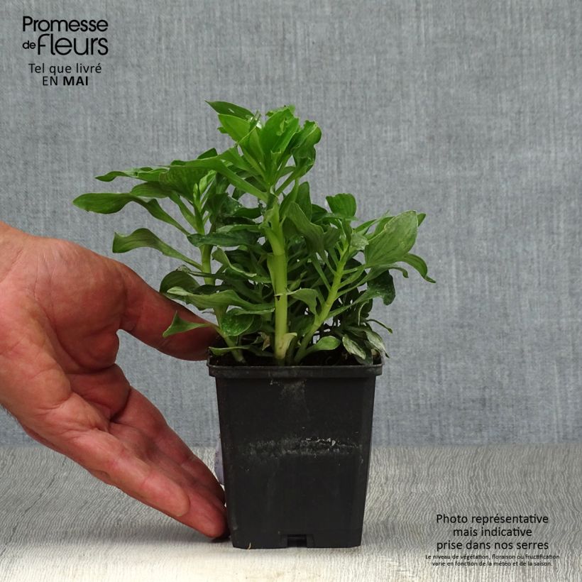 Alstroemeria Pitchounes Stella 8/9 cm pot sample as delivered in spring