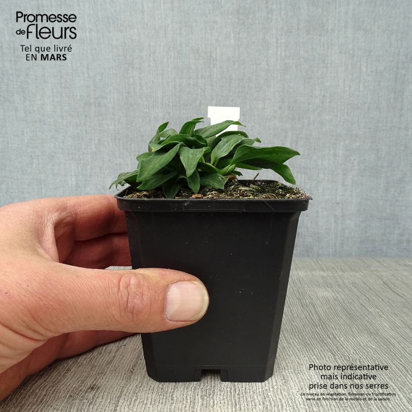 Alstroemeria Pitchounes Timoté 8/9 cm pot sample as delivered in spring