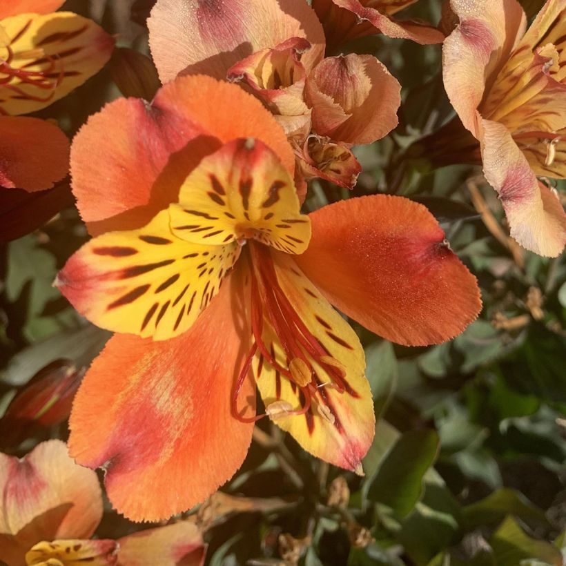 Alstroemeria Indian Summer (Flowering)