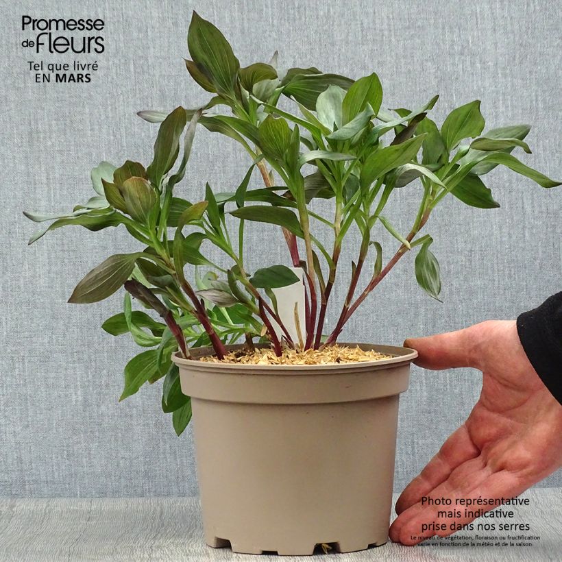 Alstroemeria Indian Summer 2L/3L pot sample as delivered in spring