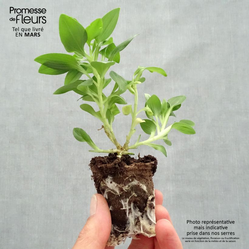 Alstroemeria Inticancha Sun Malaga - Peruvian Lily Root ball 4cm x 4.5cm sample as delivered in spring