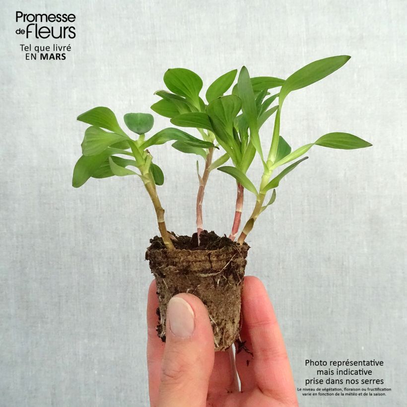 Alstroemeria Inticancha White Pink Blush - Peruvian Lily Root ball 4cm x 4.5cm sample as delivered in spring