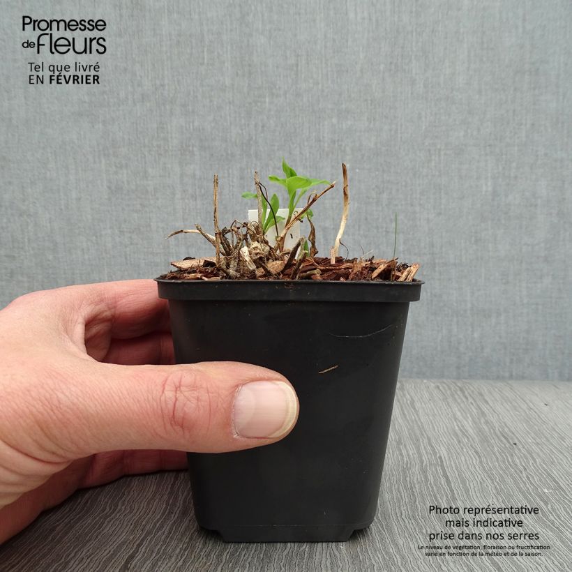 Alstroemeria Mars 8/9 cm pot sample as delivered in winter