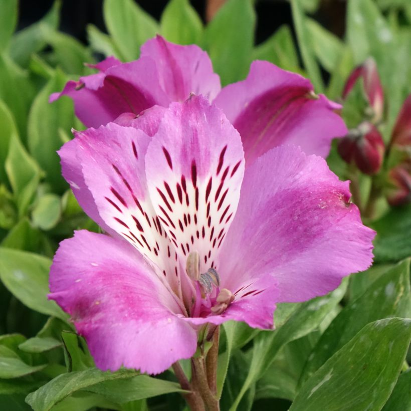 Alstroemeria Pitchounes Lucas (Flowering)