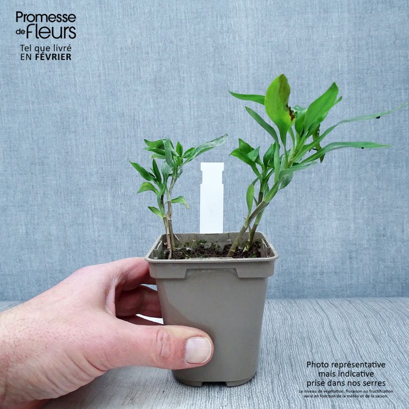 Alstroemeria Sweet Laura 8/9 cm pot sample as delivered in winter