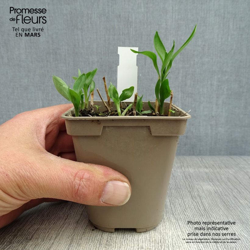 Alstroemeria Sweet Laura 8/9 cm pot sample as delivered in spring