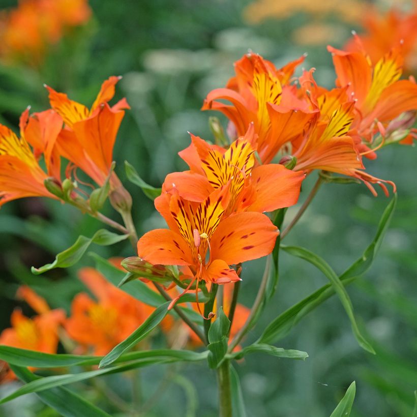 Alstroemeria aurantiaca Orange King (Flowering)
