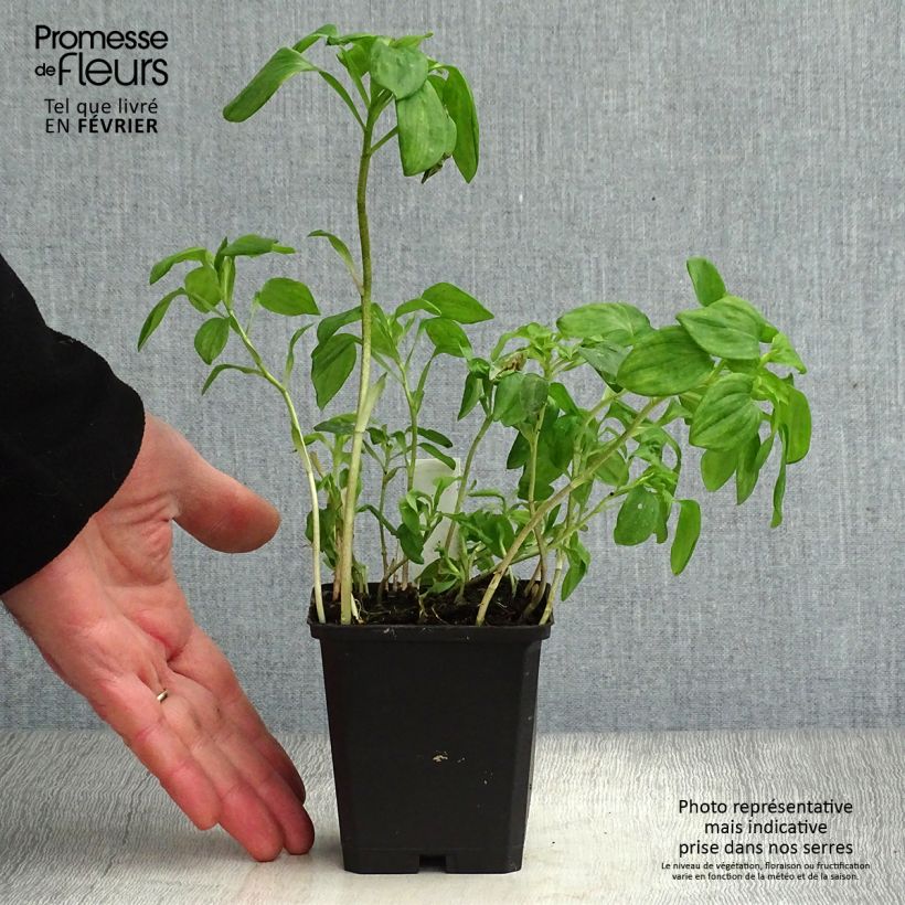 Alstroemeria psittacina 8/9 cm pot sample as delivered in winter