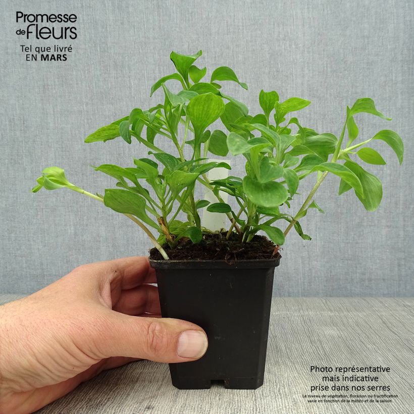 Alstroemeria psittacina 8/9 cm pot sample as delivered in spring