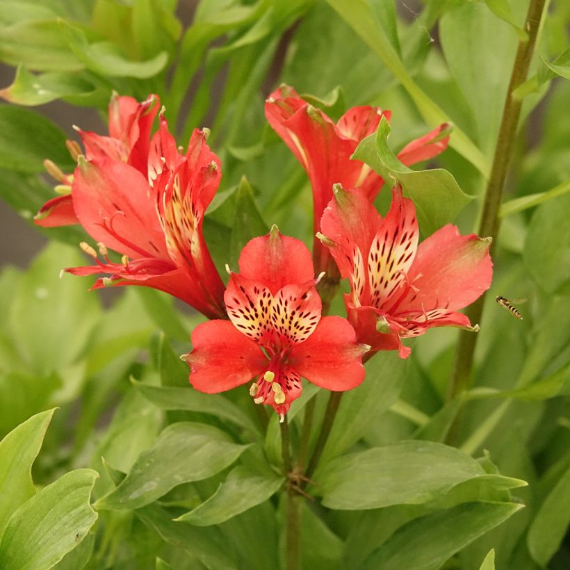 Alstroemeria Duc d'Anjou Louis (Flowering)