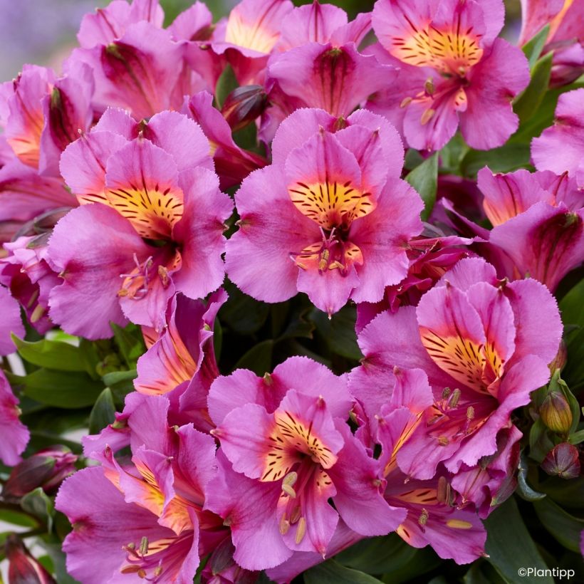 Alstroemeria Incalys Purple (Flowering)
