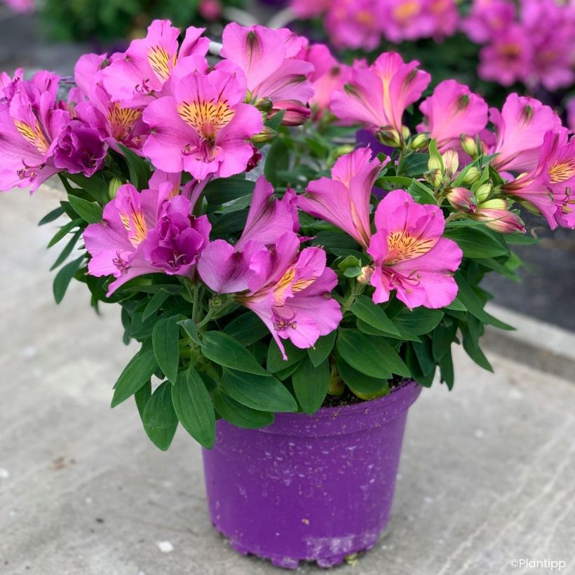 Alstroemeria Incalys Purple (Plant habit)