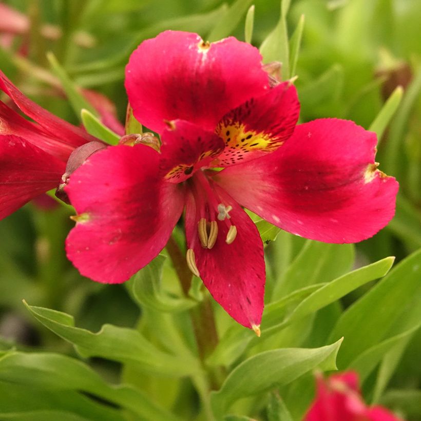 Alstroemeria Pitchounes Rosie (Flowering)