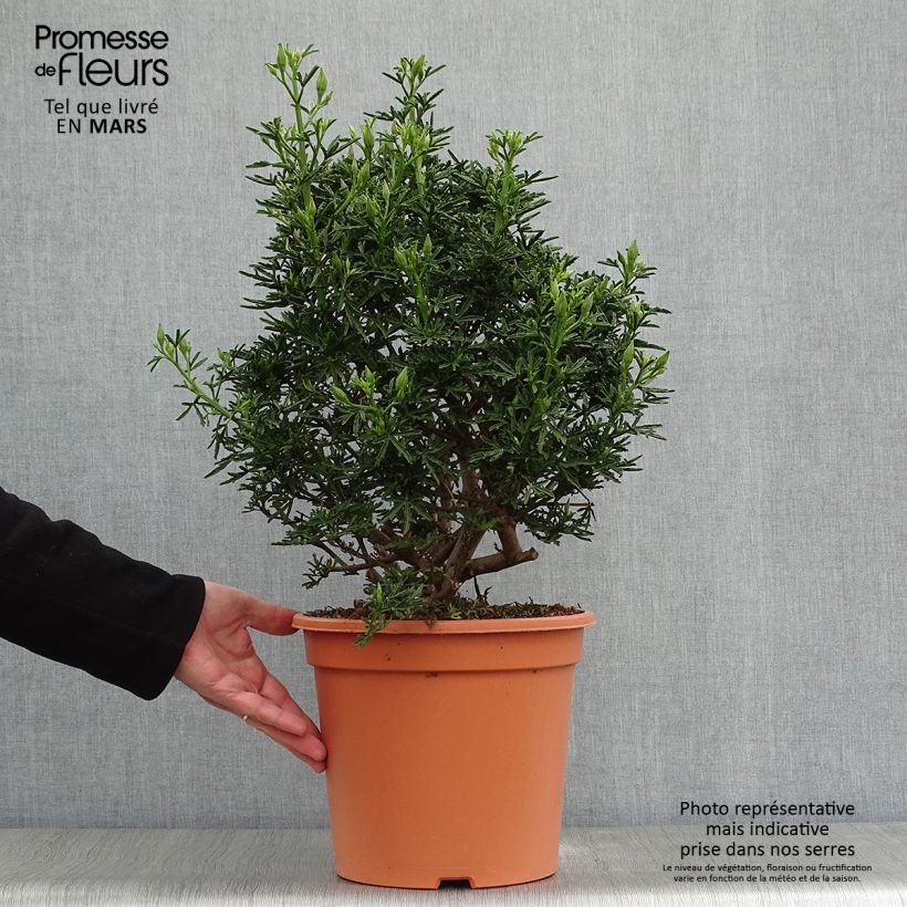 Alyogyne cuneiformis 3L/4L pot sample as delivered in spring