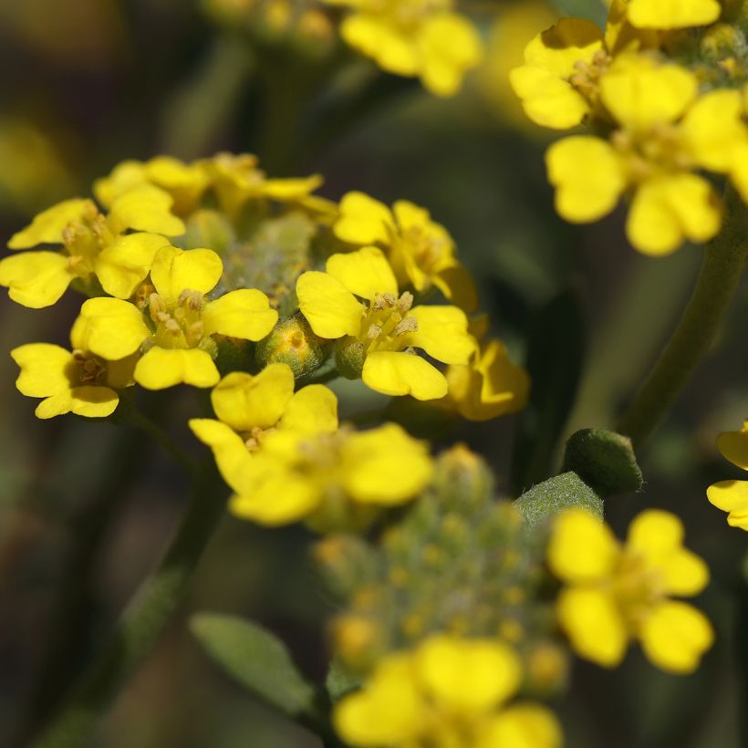 Alyssum montanum Berggold (Flowering)