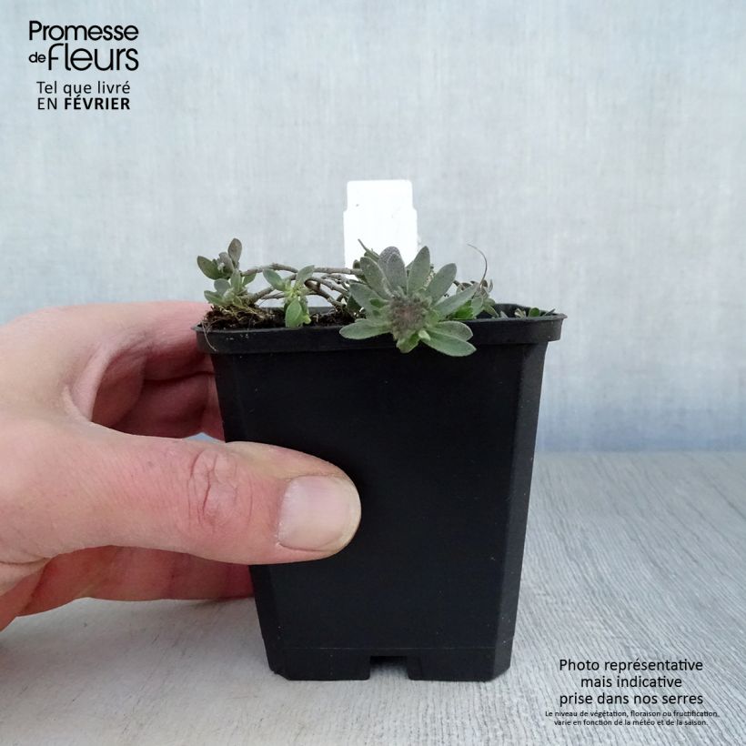 Alyssum montanum Berggold 8/9 cm pot sample as delivered in winter