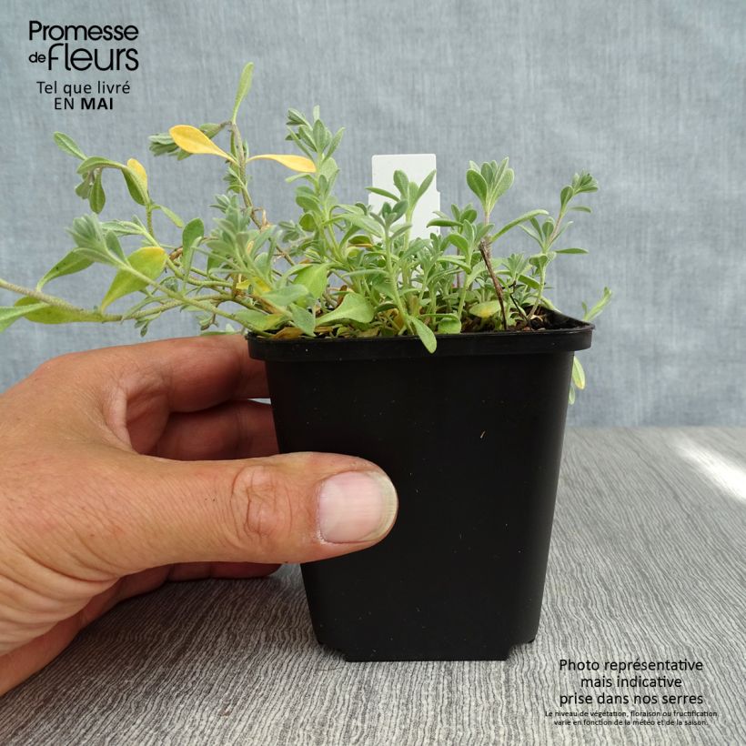 Alyssum montanum Berggold 8/9 cm pot sample as delivered in spring