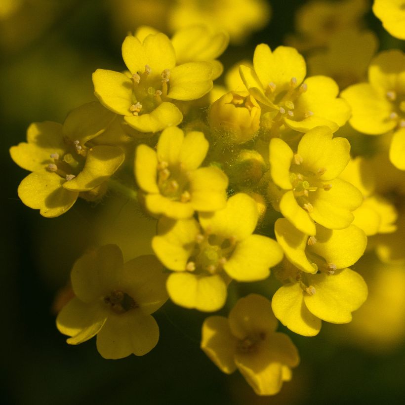 Alyssum saxatilis Compactum (Flowering)
