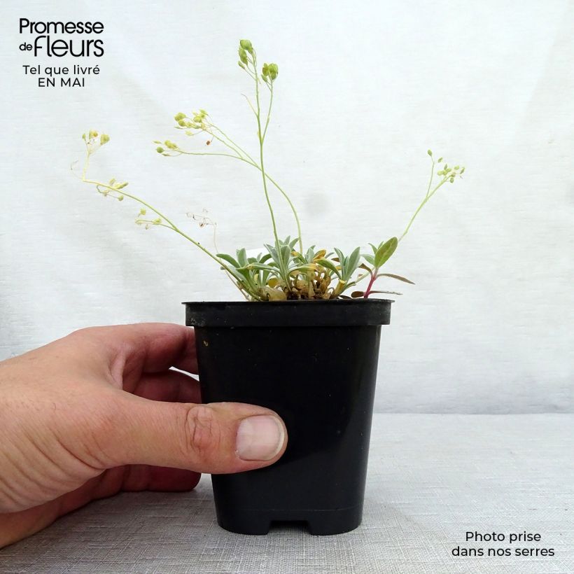 Alyssum saxatilis Goldkugel 8/9 cm pot sample as delivered in spring