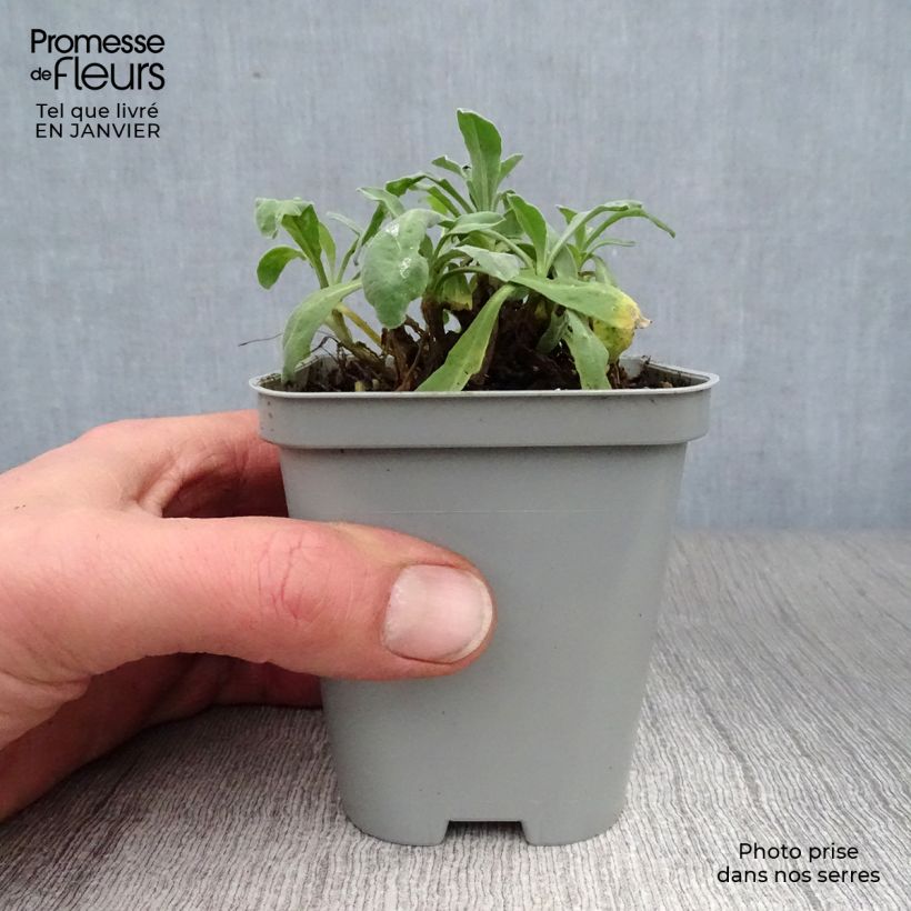 Alyssum saxatilis Goldkugel 8/9 cm pot sample as delivered in winter