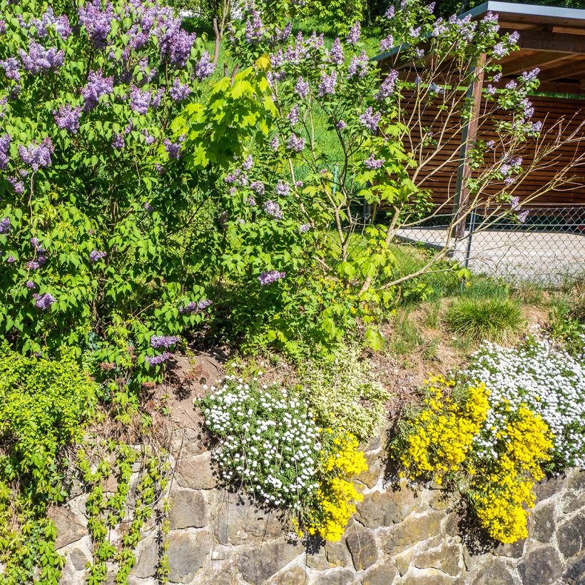 Alyssum saxatilis Goldkugel (Plant habit)