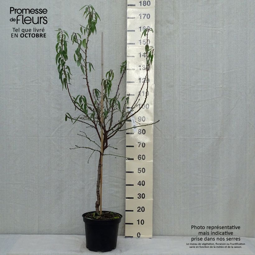 Prunus dulcis Texas - Almond Tree 7.5L/10L pot, Goblet sample as delivered in autumn