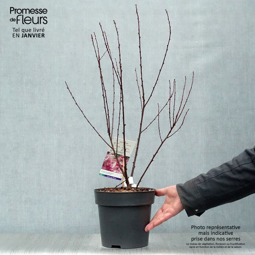 Prunus triloba - Flowering Almond 4L/5L pot sample as delivered in winter