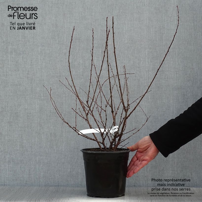 Prunus triloba Multiplex - Flowering Almond 4L/5L pot sample as delivered in winter