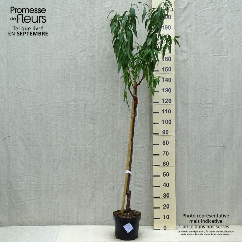 Common Almond Tree - Prunus dulcis 7.5L/10L pot, Half standard sample as delivered in summer