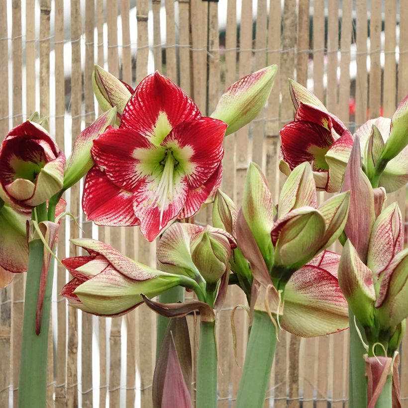 Hippeastrum Flamenco Queen - Amaryllis (Flowering)