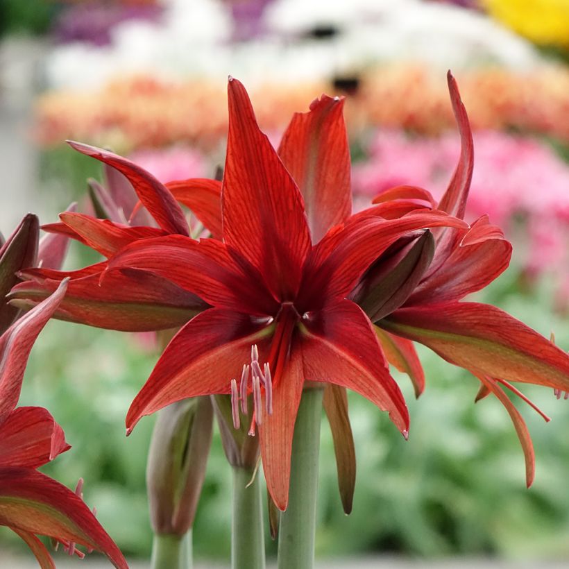 Hippeastrum Bogota - Amaryllis (Flowering)