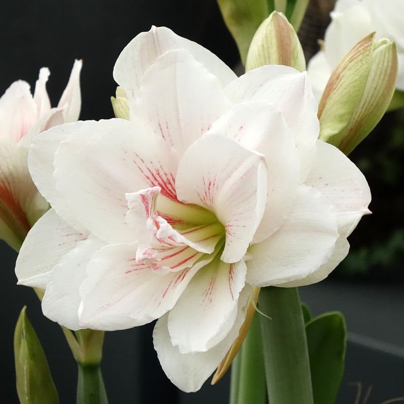 Hippeastrum Aquaro - Amaryllis (Flowering)