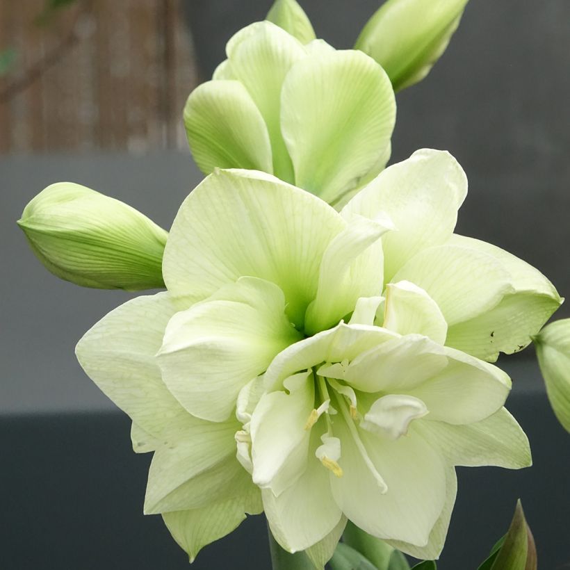 Hippeastrum Marilyn - Amaryllis (Flowering)