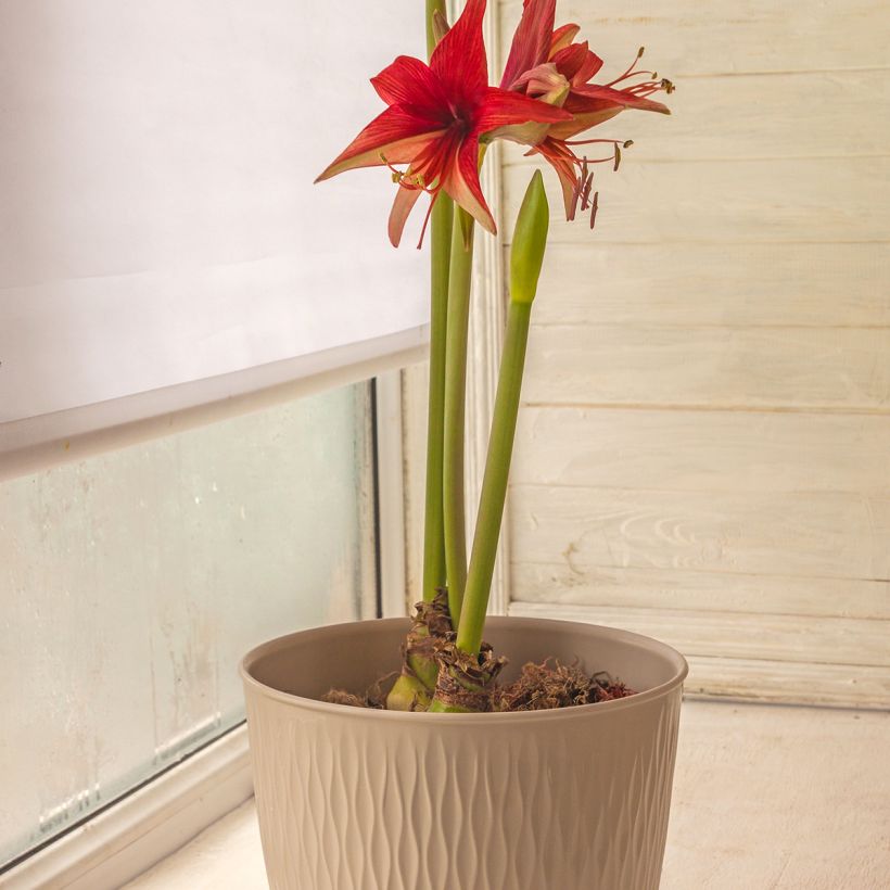 Hippeastrum Bogota - Amaryllis (Plant habit)