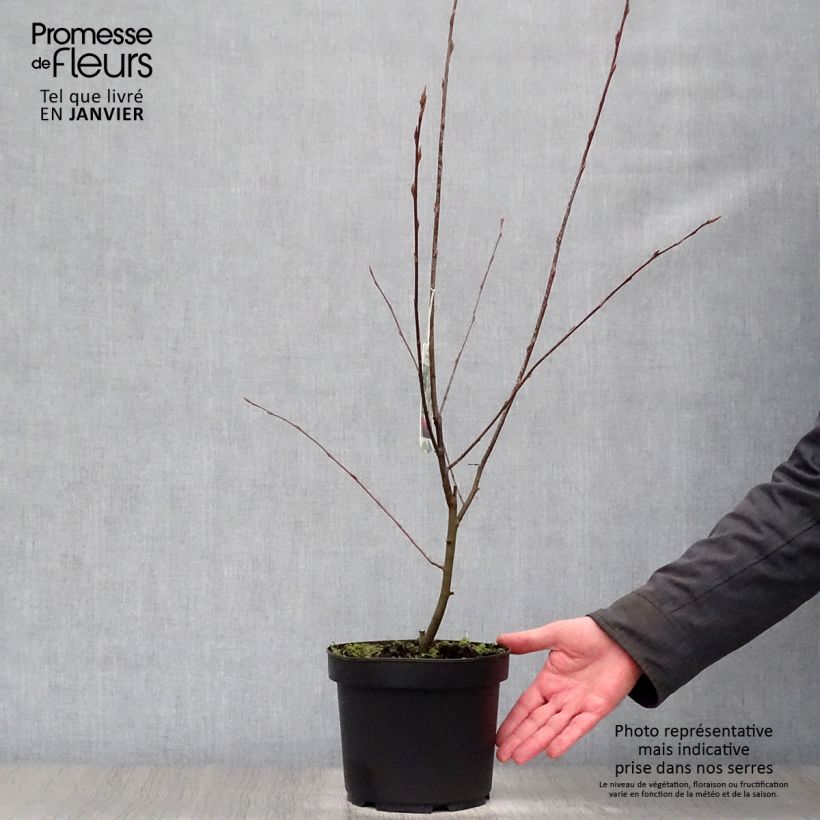Amelanchier laevis Ballerina 3L/4L pot sample as delivered in winter