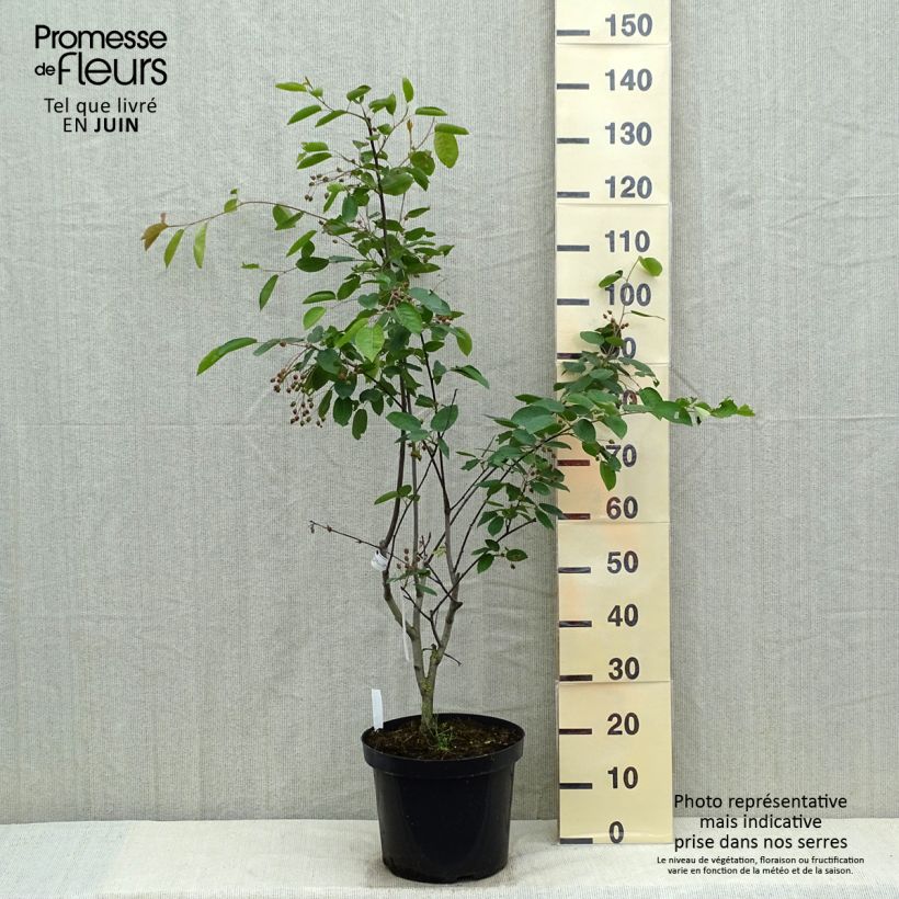 Amelanchier laevis Ballerina 7.5L/10L pot sample as delivered in spring