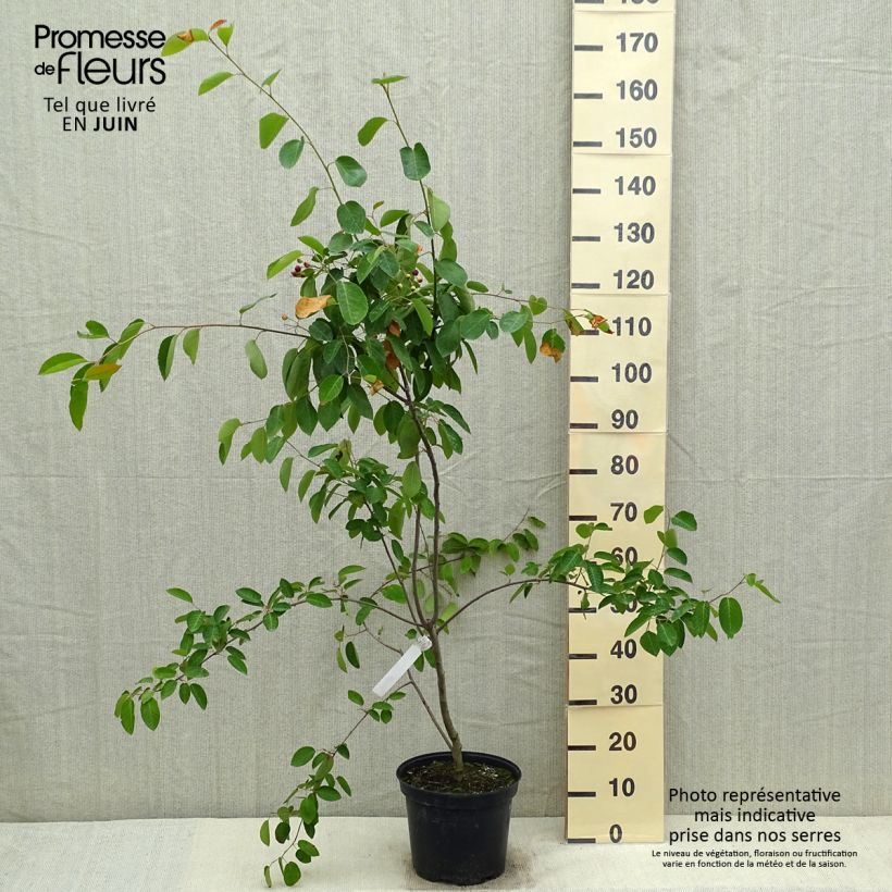 Amelanchier canadensis 7.5L/10L pot sample as delivered in spring