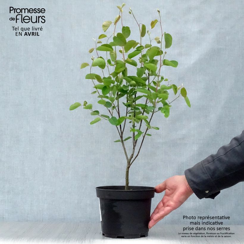 Amelanchier spicata 3L/4L pot sample as delivered in spring
