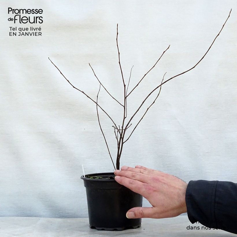 Amelanchier lamarckii 3L/4L pot sample as delivered in winter