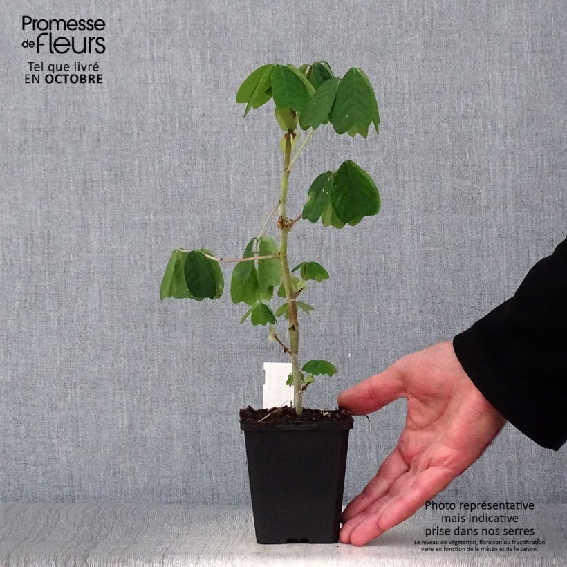 Amicia zygomeris 8/9 cm pot sample as delivered in autumn