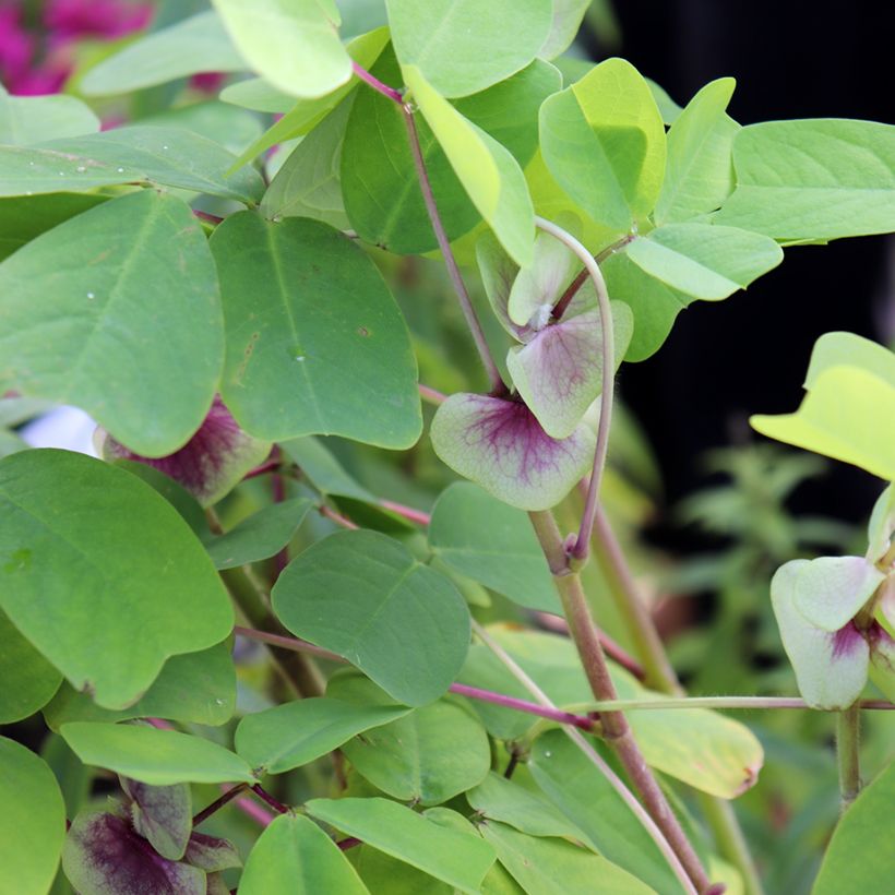 Amicia zygomeris (Foliage)