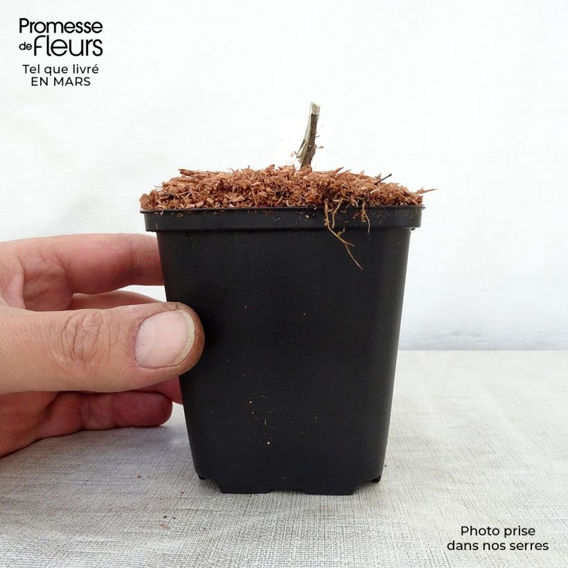 Amicia zygomeris 8/9 cm pot sample as delivered in spring