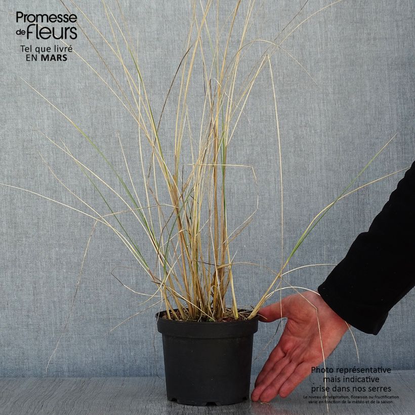 Ammophila arenaria 2L/3L pot sample as delivered in winter