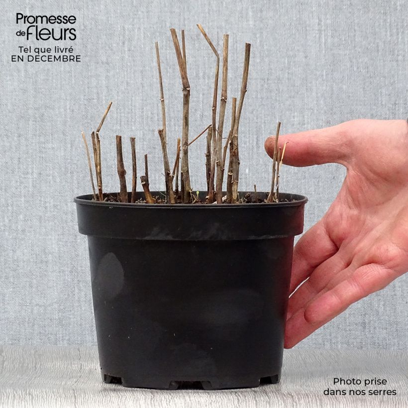 Physalis alkekengi var. franchetii 2L/3L pot sample as delivered in winter